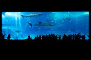 美ら海水族館に行くならどの車種？沖縄の距離感から最適解を解説